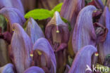 Purple Toothwort (Lathraea clandestina)