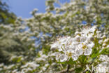 oneseed hawthorn (Crataegus monogyna)