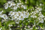 oneseed hawthorn (Crataegus monogyna)