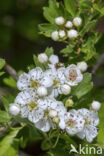 oneseed hawthorn (Crataegus monogyna)