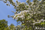 oneseed hawthorn (Crataegus monogyna)