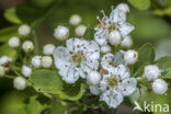 oneseed hawthorn (Crataegus monogyna)