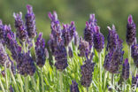 Spanish Lavender (Lavandula stoechas)