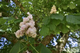 Witte paardenkastanje (Aesculus hippocastanum)