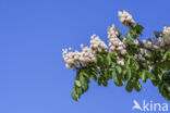 Horse-chestnut (Aesculus hippocastanum)