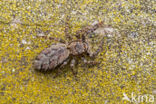 Jumping Spider (Marpissa muscosa)