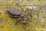 Jumping Spider (Marpissa muscosa)