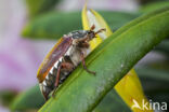 common cockchafer (Melolontha melolontha)