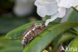 common cockchafer (Melolontha melolontha)