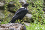 Thick-billed Raven (Corvus crassirostris)