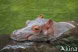 Nijlpaard (Hippopotamus amphibius)