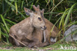 Zwijnshert (Hyelaphus porcinus)