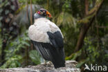 King Vulture (Sarcoramphus papa)