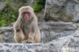 Japanse makaak (Macaca fuscata)