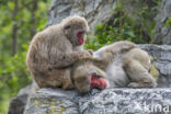 Japanse makaak (Macaca fuscata)