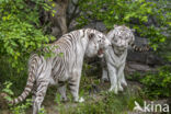 Bengal Tiger (Panthera tigris tigris)