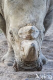 white Rhinoceros