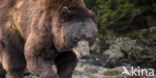 Brown Bear (Ursus arctos arctos)