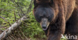 Brown Bear (Ursus arctos arctos)