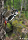 Great Spotted Woodpecker (Dendrocopos major)