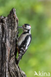 Great Spotted Woodpecker (Dendrocopos major)