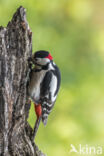 Grote Bonte Specht (Dendrocopos major)