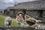 Huismus (Passer domesticus)