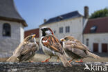 House Sparrow (Passer domesticus)