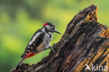 Grote Bonte Specht (Dendrocopos major)