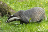 Badger (Meles meles)