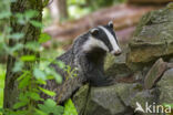 Badger (Meles meles)