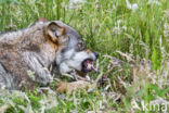 Grey Wolf (Canis lupus)