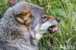 Grey Wolf (Canis lupus)