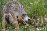 Grey Wolf (Canis lupus)