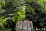 Blue-fronted Parrot (Amazona aestiva)