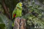 Blauwvoorhoofdamazone (Amazona aestiva)