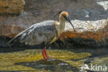 Black-faced Ibis (Theristicus melanopis)