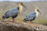 Black-faced Ibis (Theristicus melanopis)