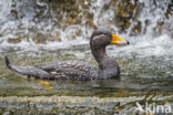 Flightless Steamerduck (Tachyeres pteneres)