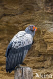 King Vulture (Sarcoramphus papa)