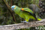 Blauwvoorhoofdamazone (Amazona aestiva)