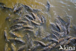 Common Carp (Cyprinus carpio)