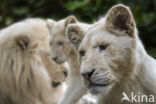 Leeuw (Panthera leo krugeri)