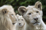 Leeuw (Panthera leo krugeri)