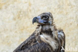 Cinereous Vulture