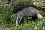 Badger (Meles meles)