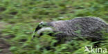 Badger (Meles meles)