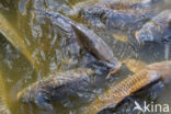 Karper (Cyprinus carpio)