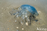 Jellyfish (Rhizostoma pulmo)