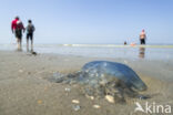 Jellyfish (Rhizostoma pulmo)